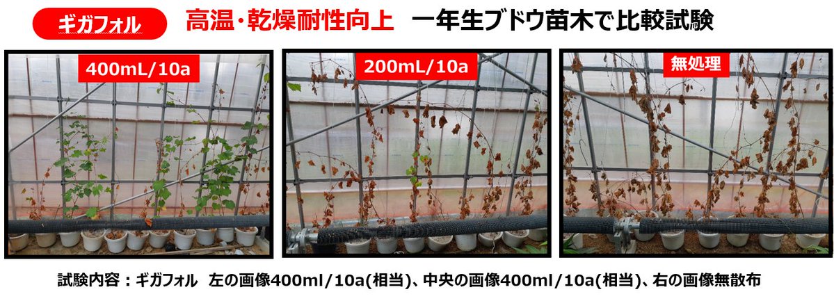 「酷暑日」という言葉が示す通り、これからの夏は備えが欠かせません。
作物を守るため、ギガフォルなどの高温対策を現場で。

#マブースト