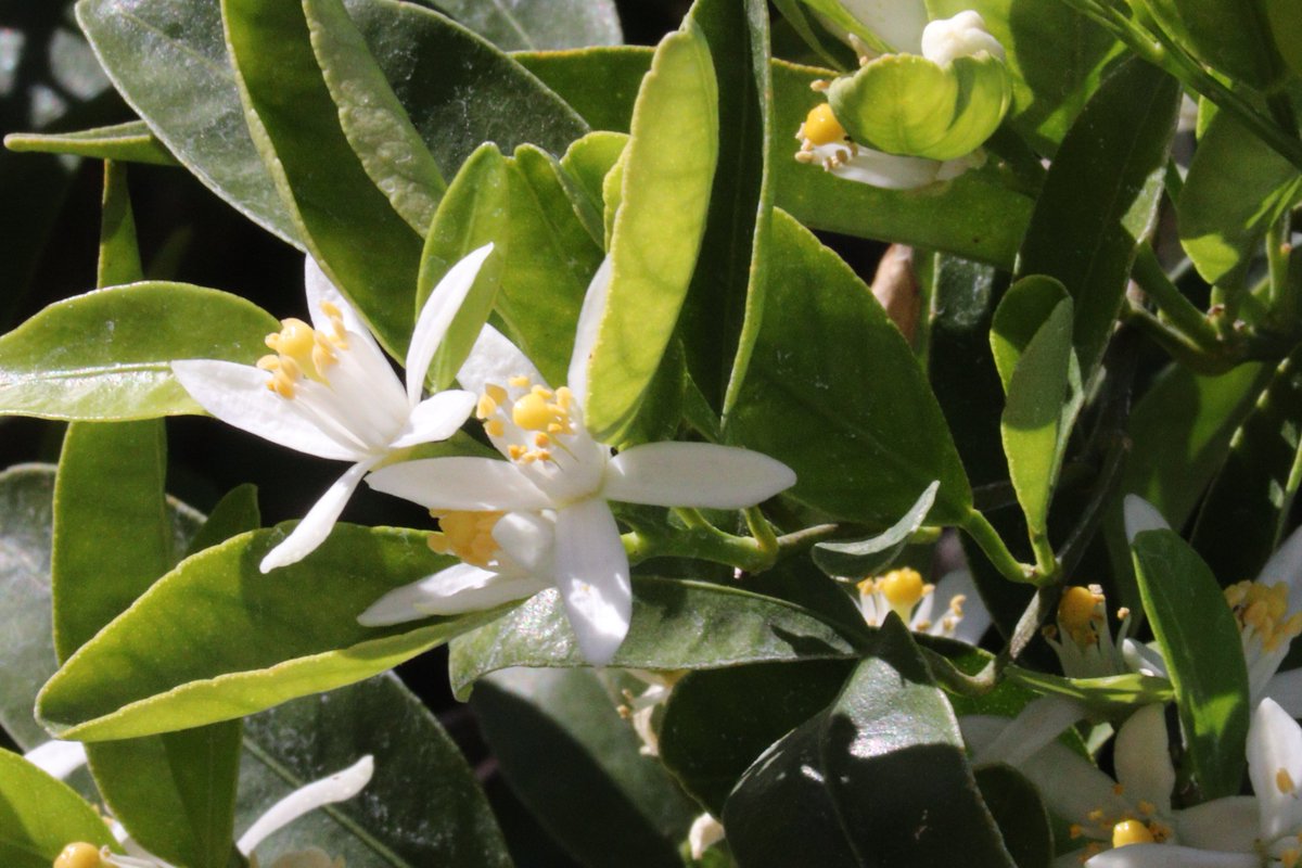 elguerolanchero's tweet image. #flowers #colors #archives