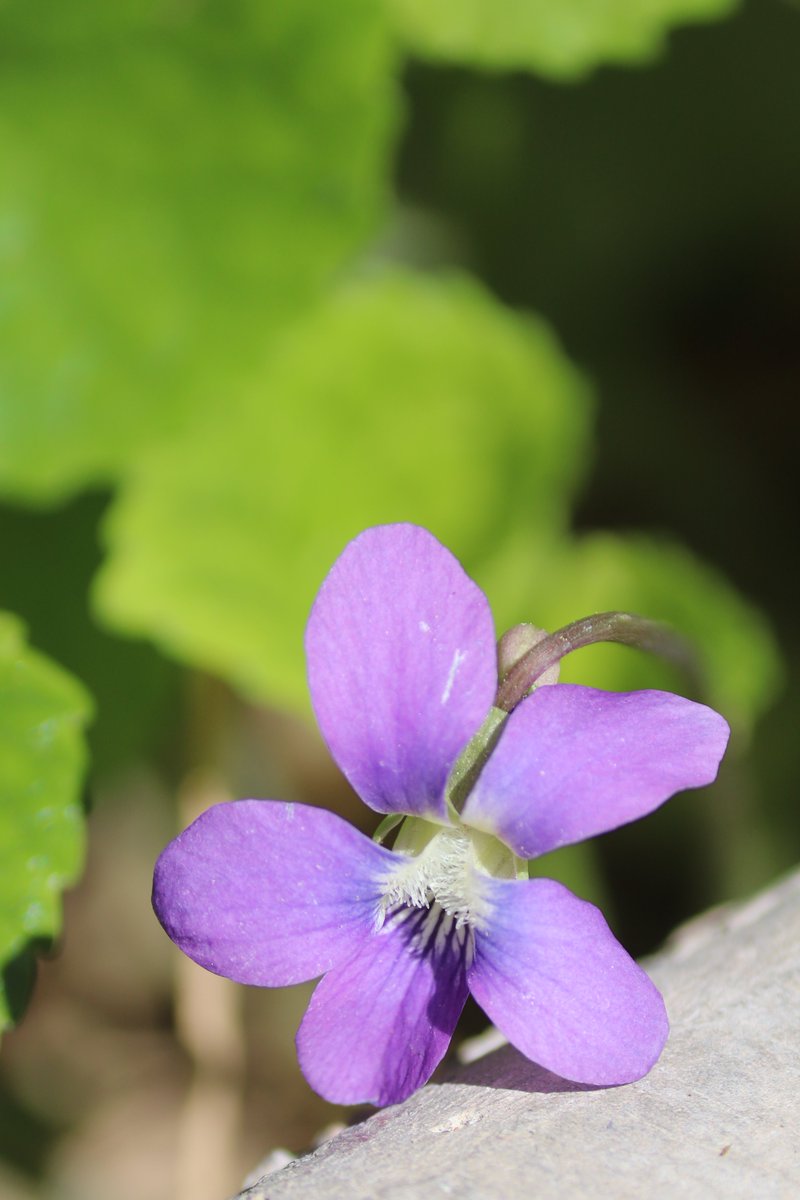 elguerolanchero's tweet image. #flowers #colors #archives