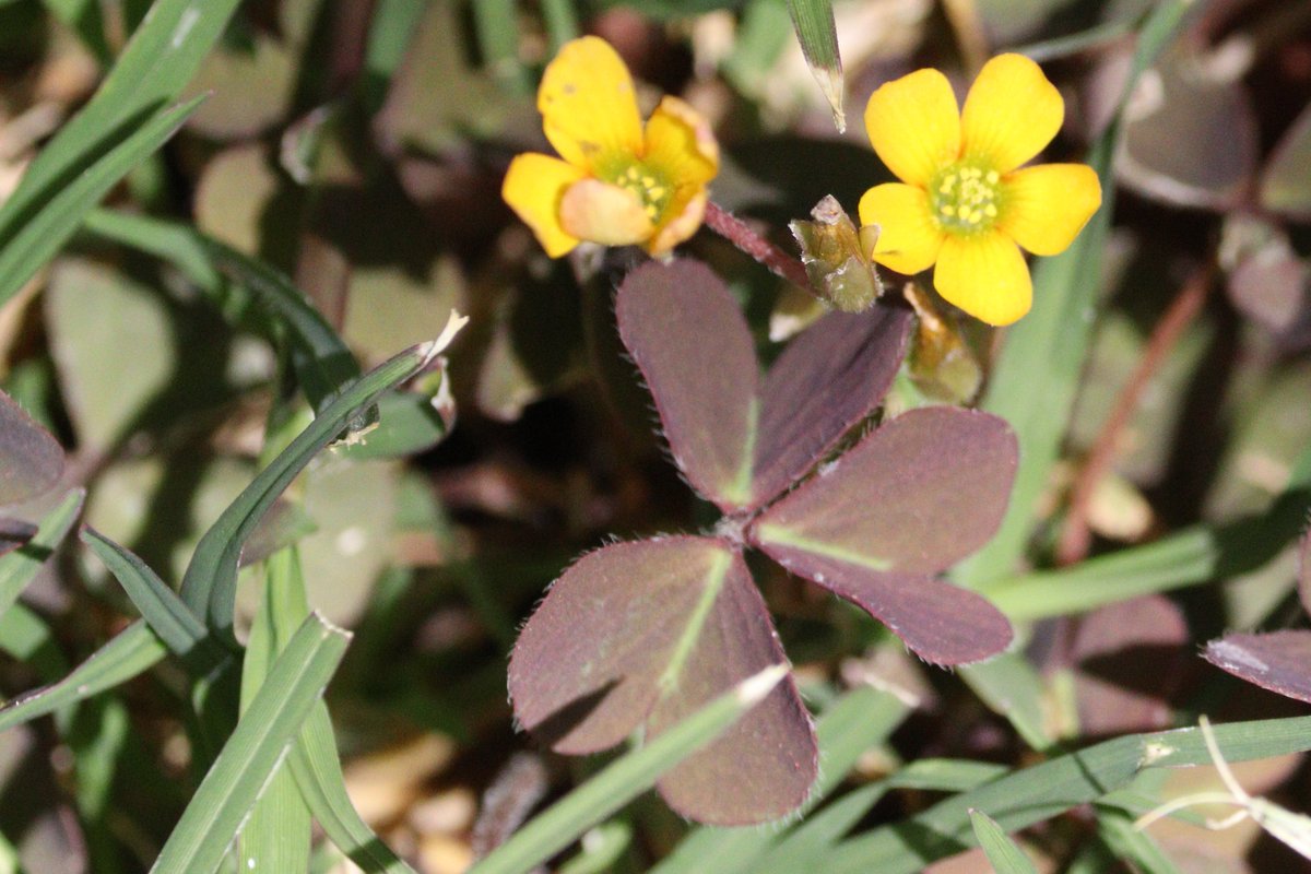 elguerolanchero's tweet image. #flowers #colors #archives