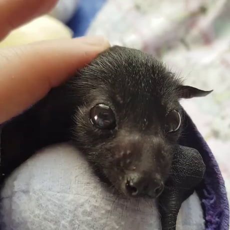 박쥐를 좋아하는 인간 tweet media