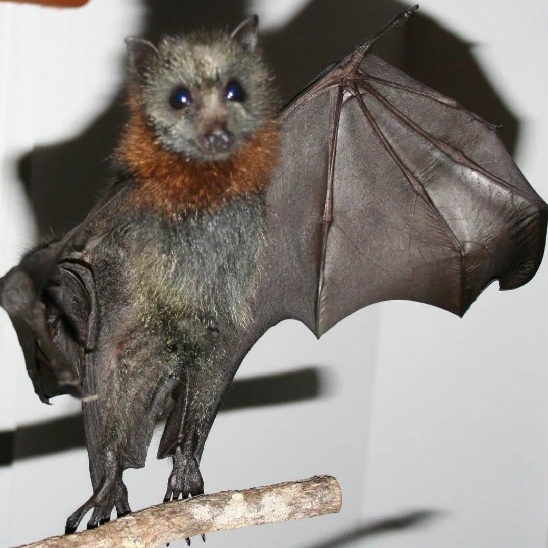 박쥐를 좋아하는 인간 tweet media