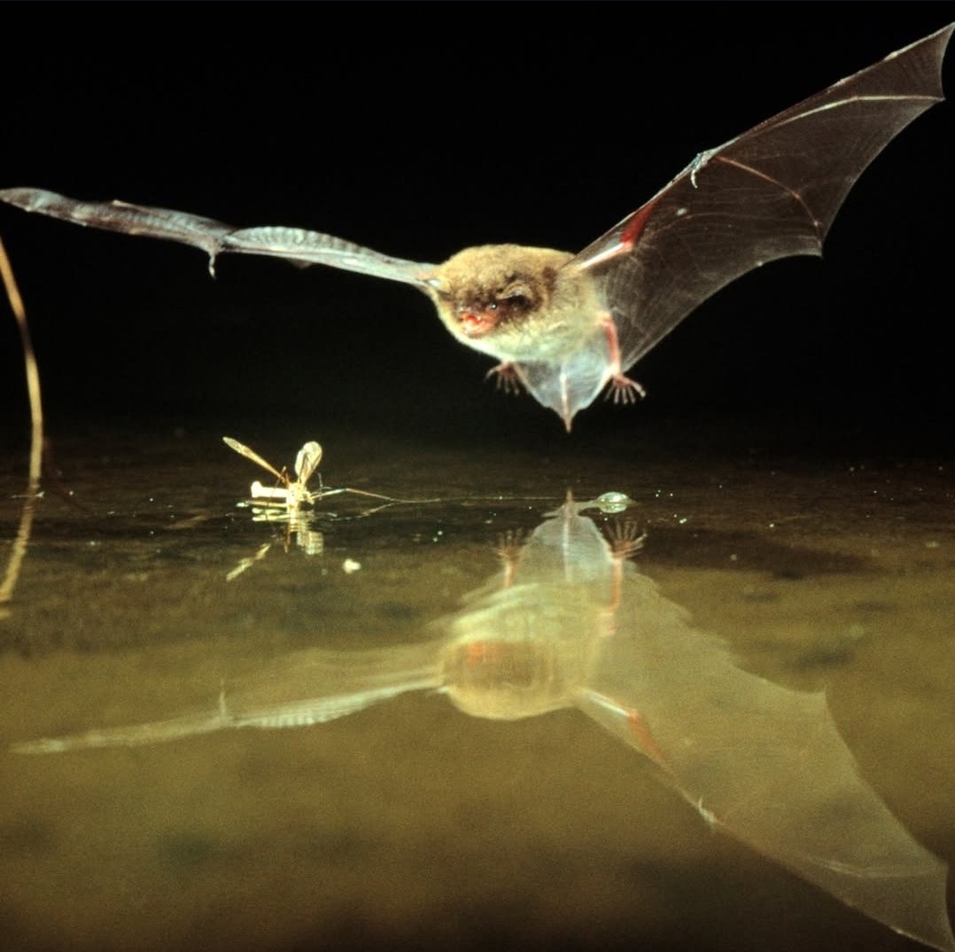 박쥐를 좋아하는 인간 tweet media