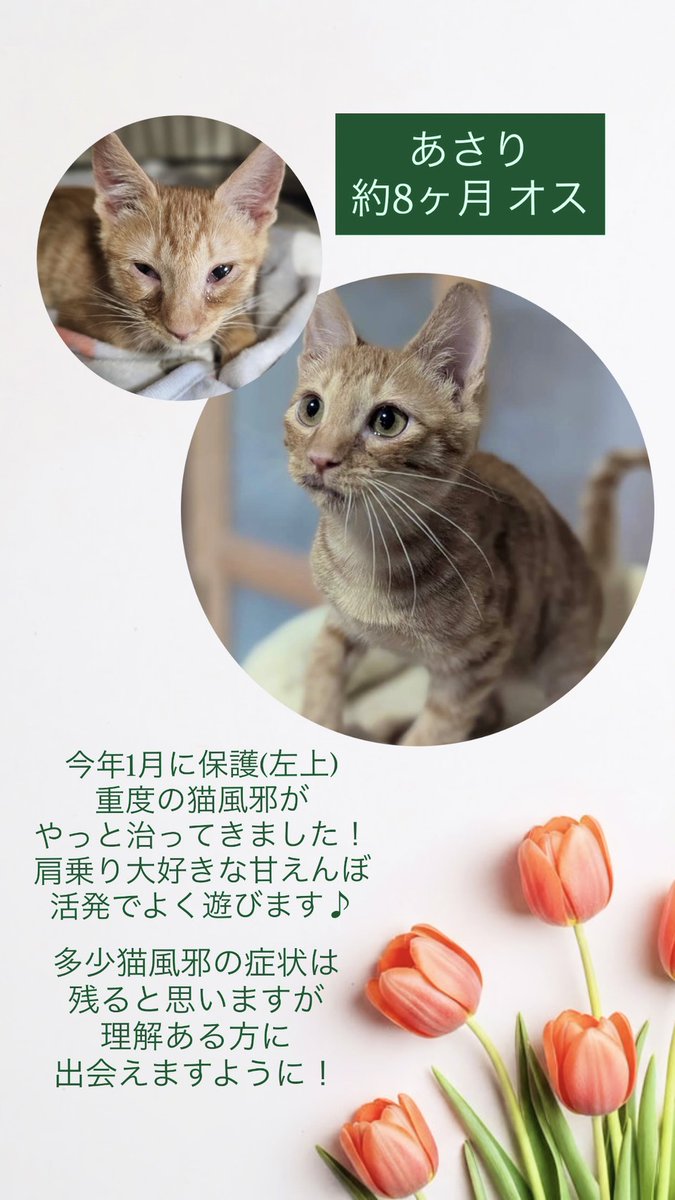 2026年4月19日(日)は
香川県高松市みまや町にて
保護猫の譲渡会があります！

可愛い子たちとの縁を見つけに
ぜひお越しください🙇🏻‍♀️
