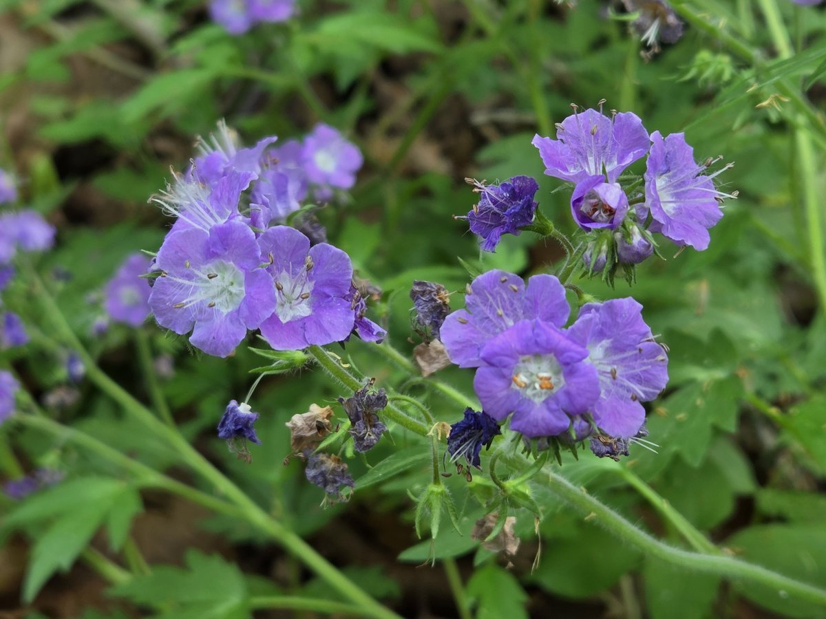 MaxgrowthPro F.C.F. Selection 🌈 tweet media