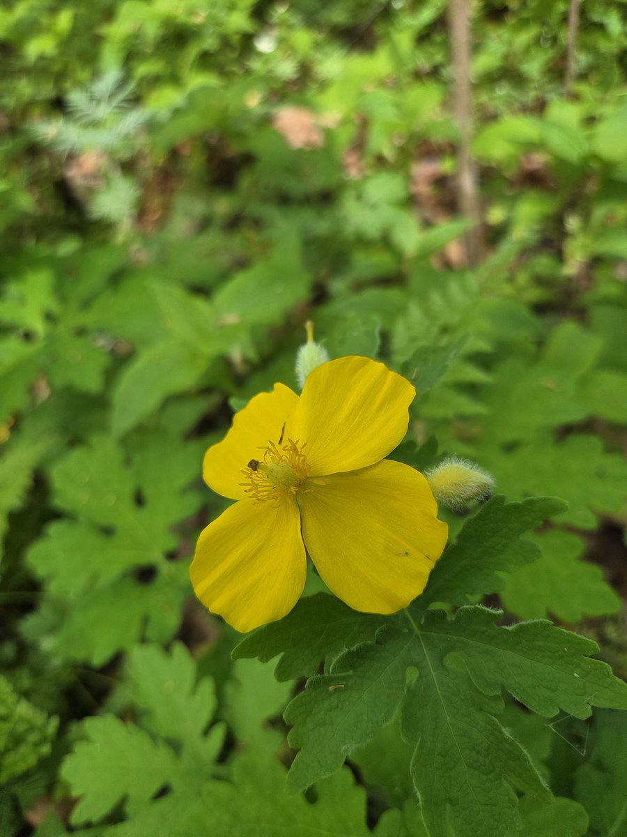 MaxgrowthPro F.C.F. Selection 🌈 tweet media