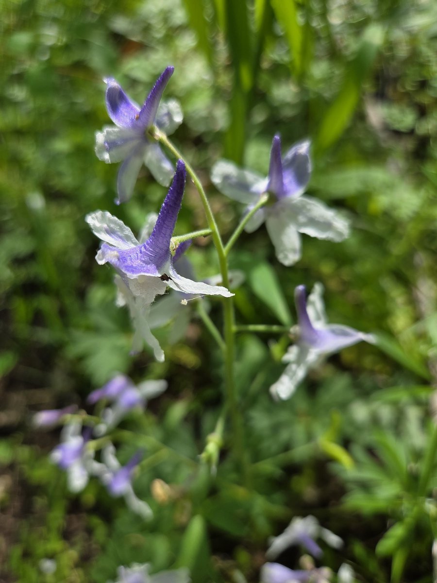 MaxgrowthPro F.C.F. Selection 🌈 tweet media