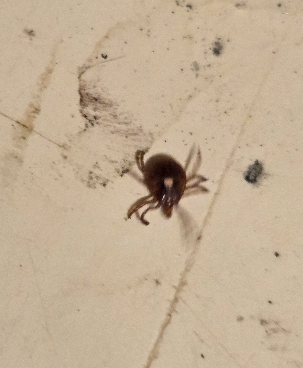 MaxgrowthPro F.C.F. Selection 🌈 tweet media