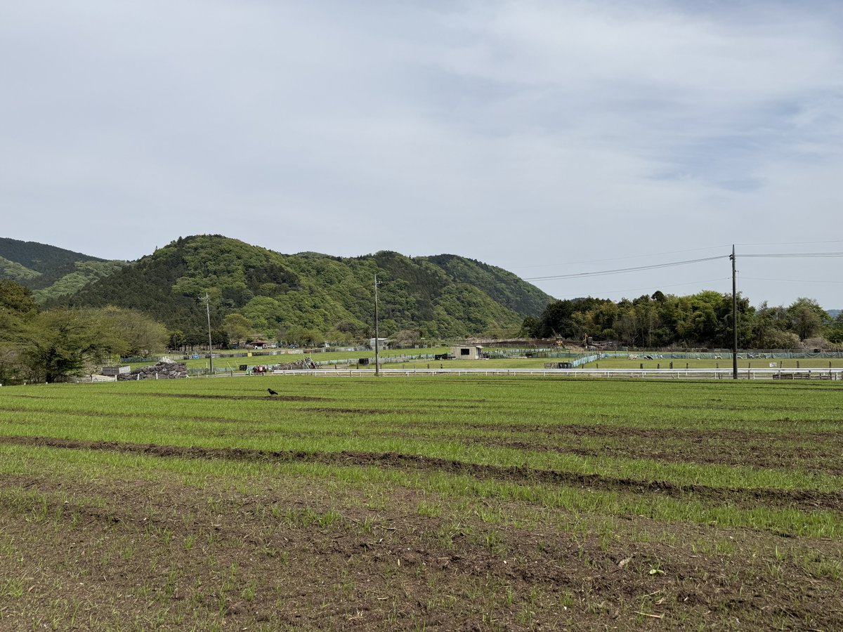 ほうじ茶 tweet media