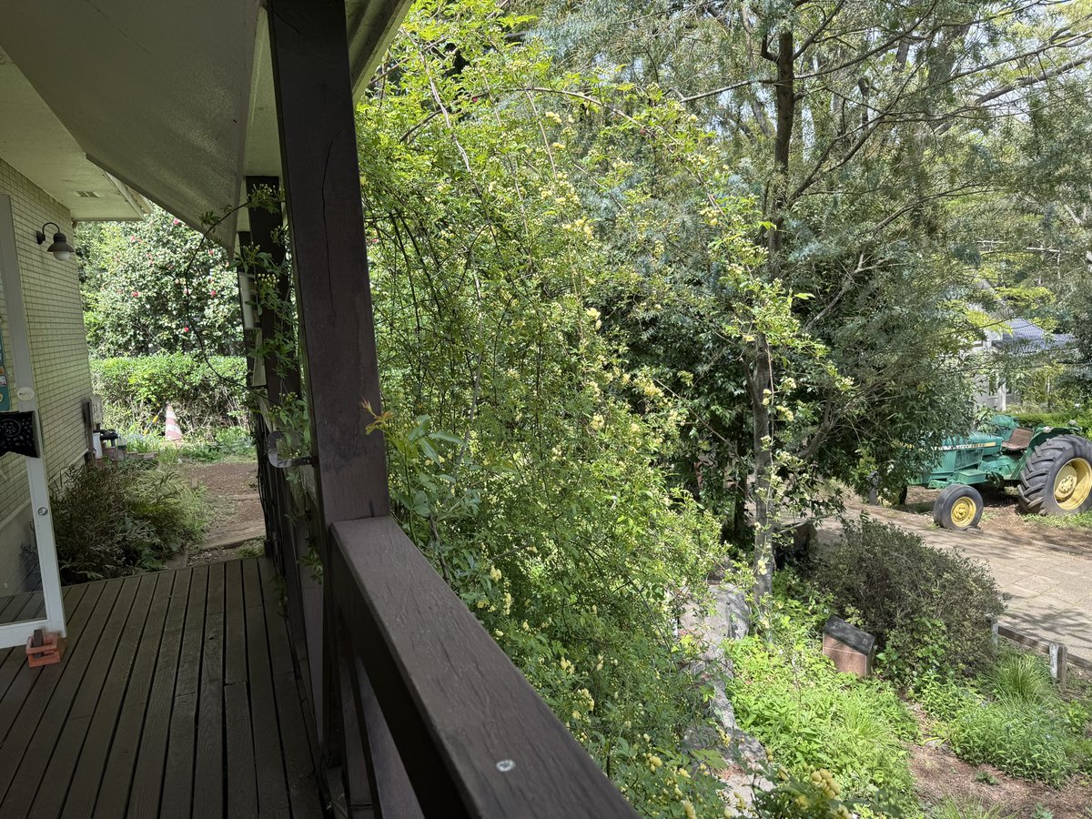 ほうじ茶 tweet media