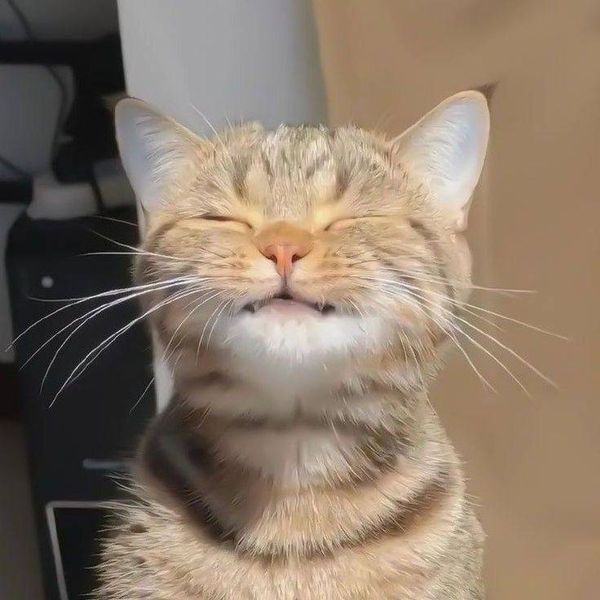 blue 🧸 tweet media