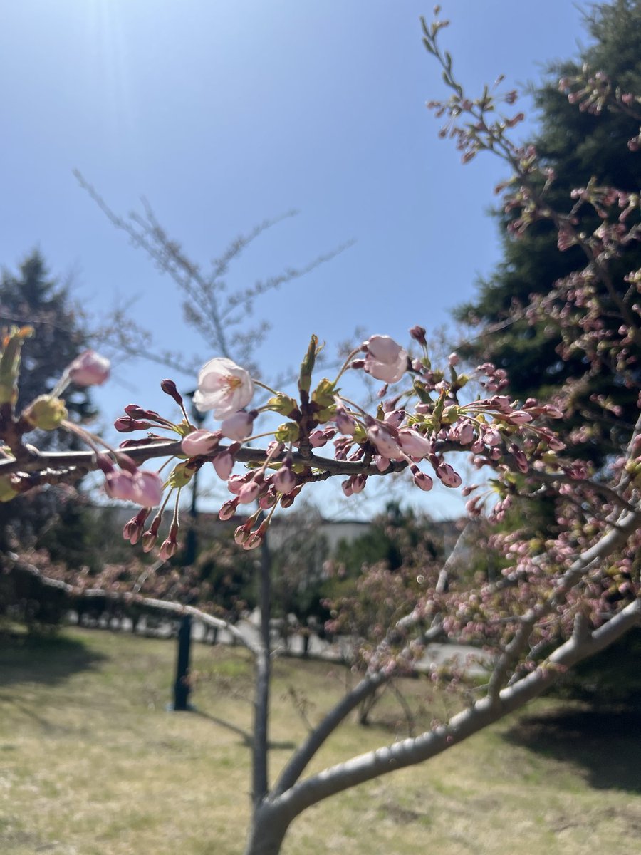 物欲チワマル tweet media