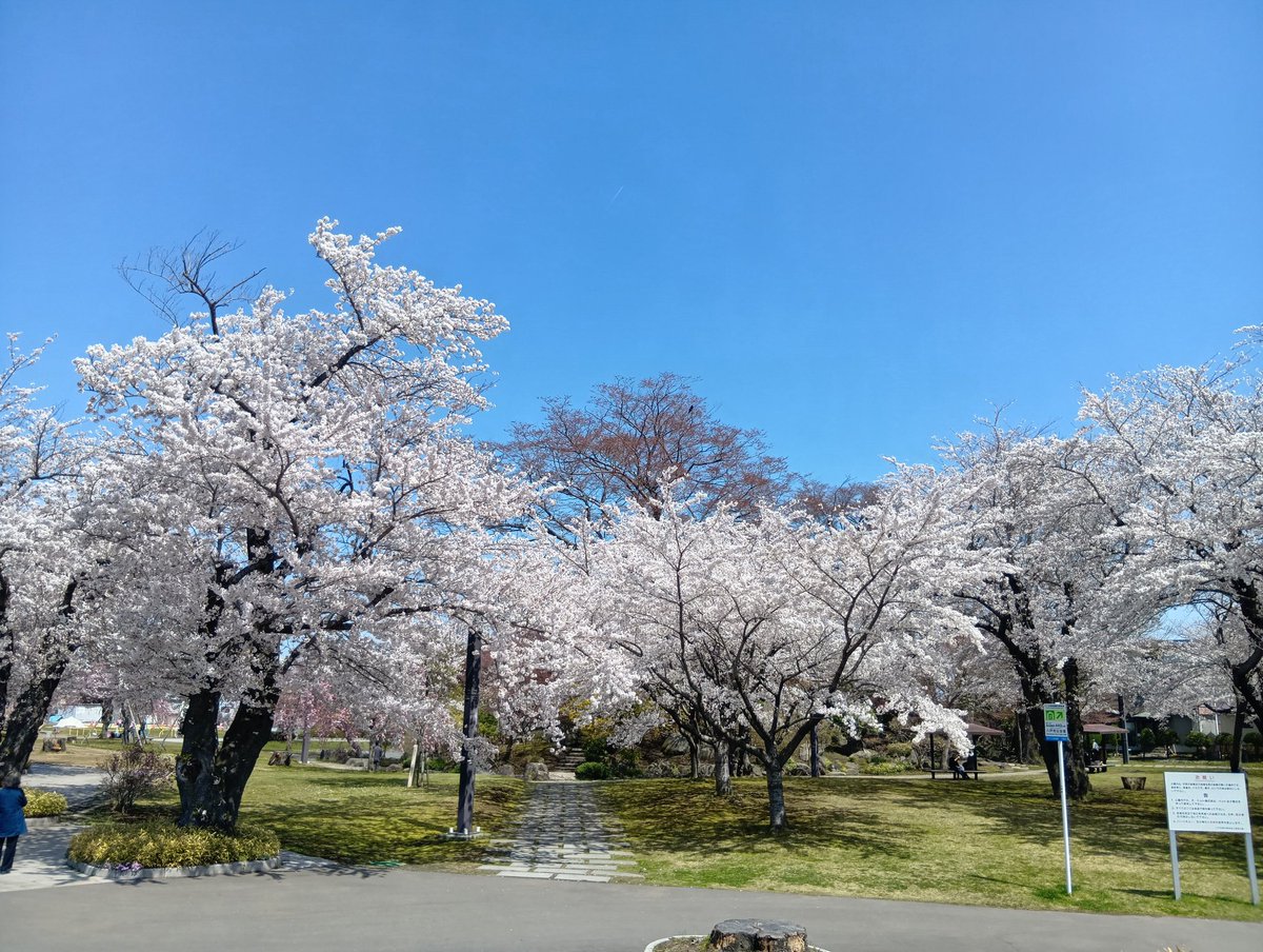 maywey7's tweet photo. 今日は近所の公園の桜が満開🌸

一年に一度だから、しっかり見てあげなくちゃね🌸
来年も又来るね🌸 https://t.co/bejTyqd99c