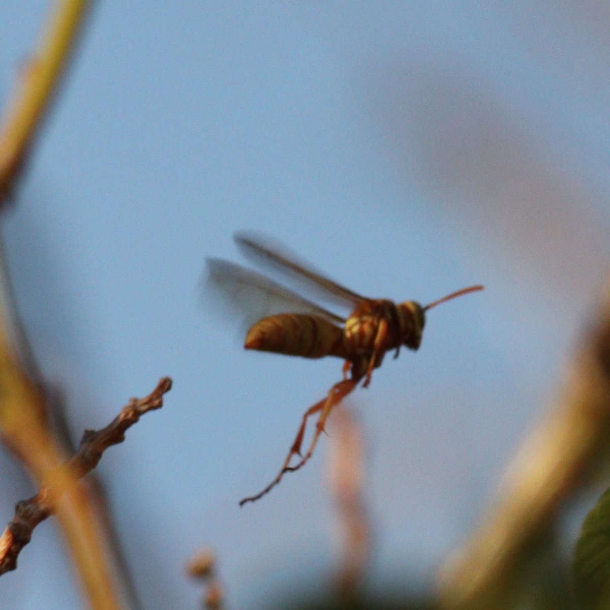 elguerolanchero's tweet image. #misc