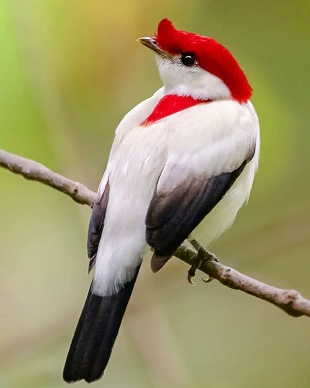 Walder Rocha tweet media