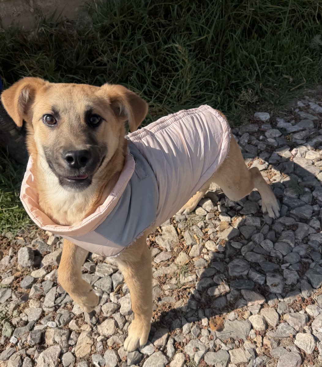 Oceanican tweet media