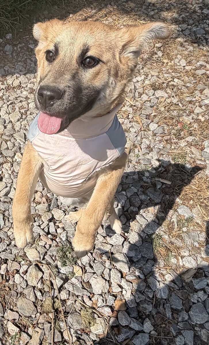 Oceanican tweet media