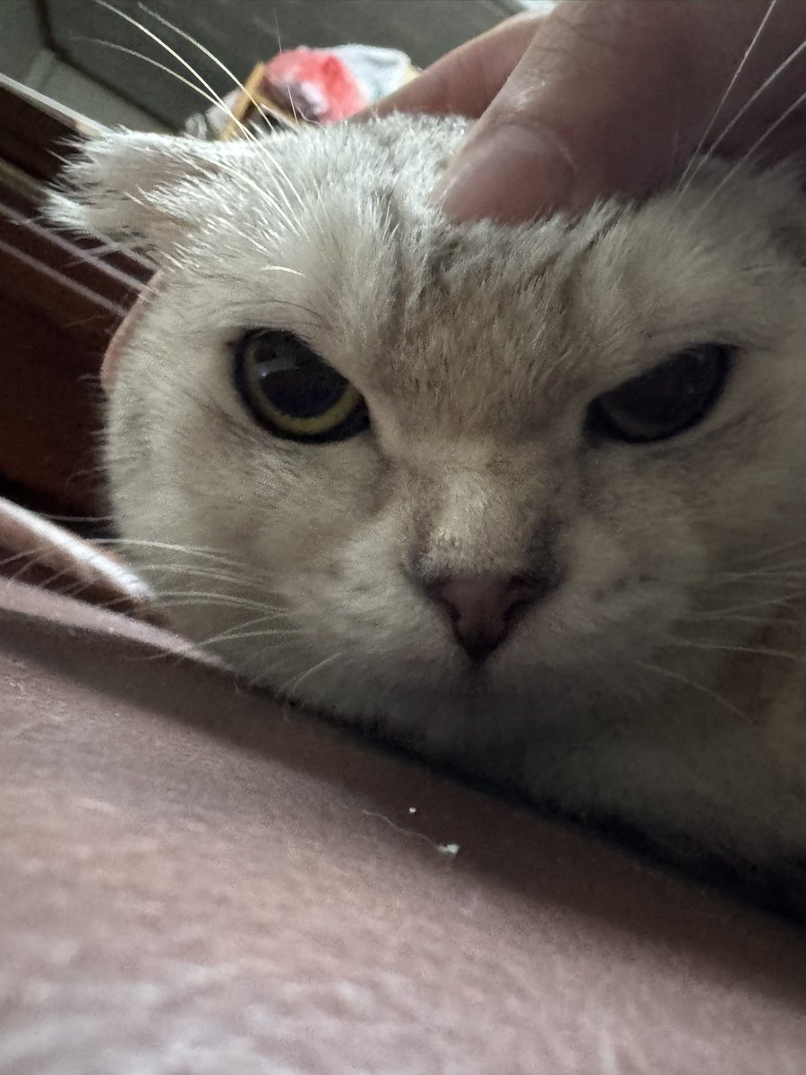 手模工程師 tweet media