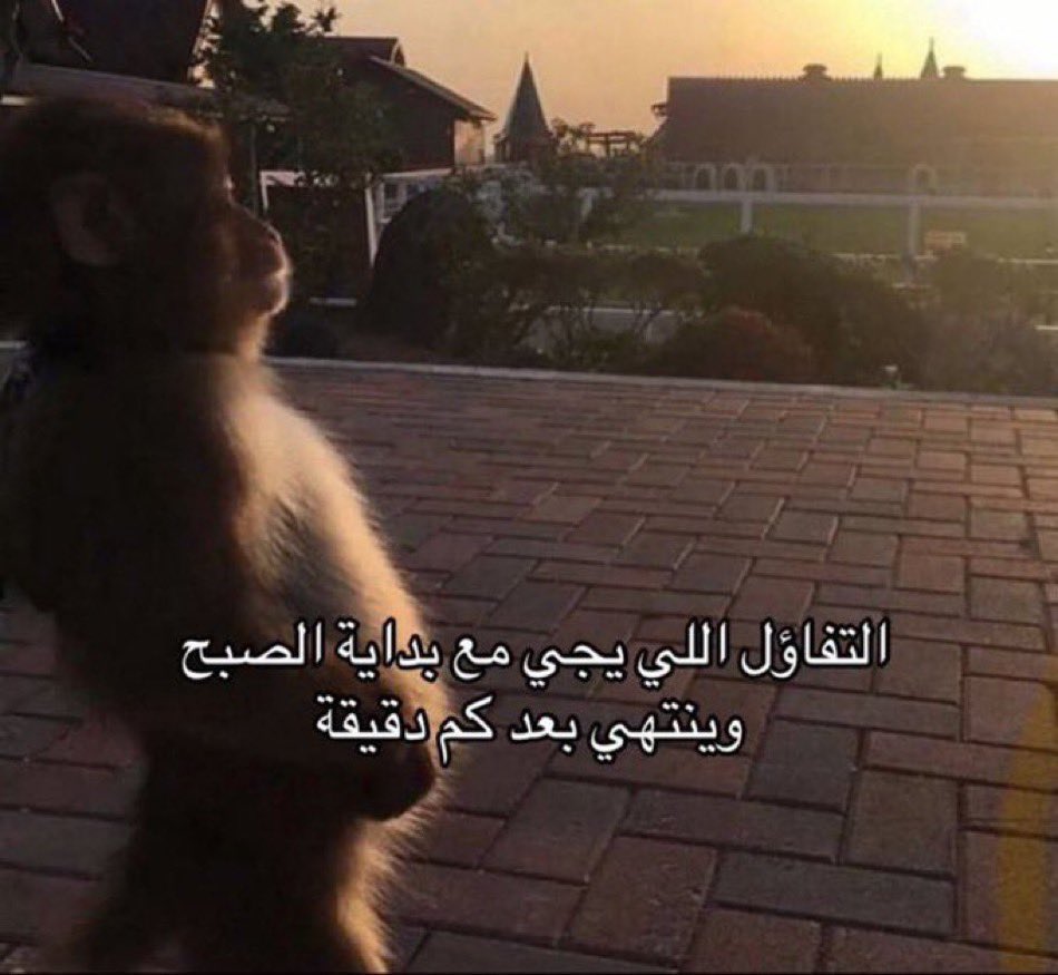 نيفيزه tweet media