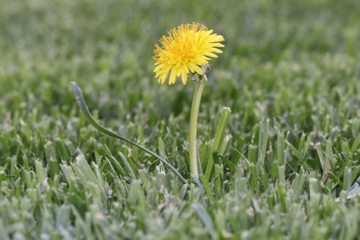 elguerolanchero's tweet image. #misc