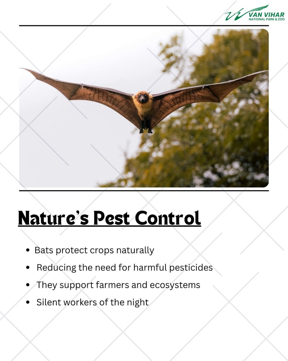 Van Vihar National Park tweet media