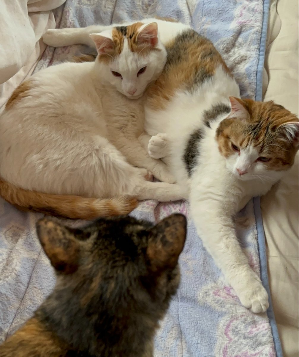 もるきち tweet media