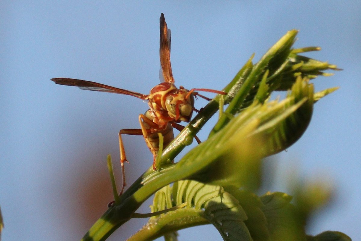 elguerolanchero's tweet image. #misc