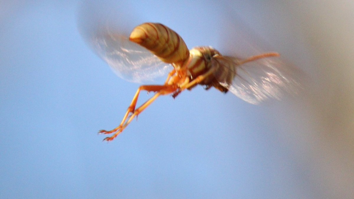 elguerolanchero's tweet image. #misc