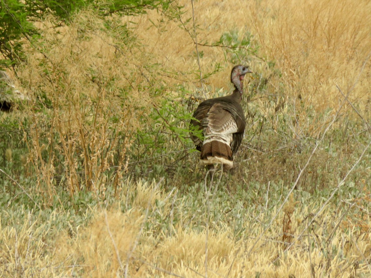 CrytzerFry's tweet image. Spent time on one of the mitigation properties along the lower San Pedro, monitoring stream flow. Such important conservation land along some of the river's remaining perennial stretches, threatened by #mining. Wild #turkeys, #riparian areas of #cottonwoods and #willows. #AZWater