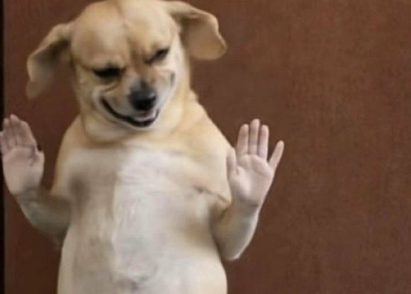 O G O L A tweet media