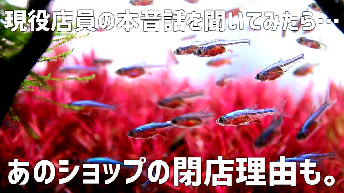 たそがれアクア tweet media