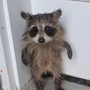 Oskariuu tweet media