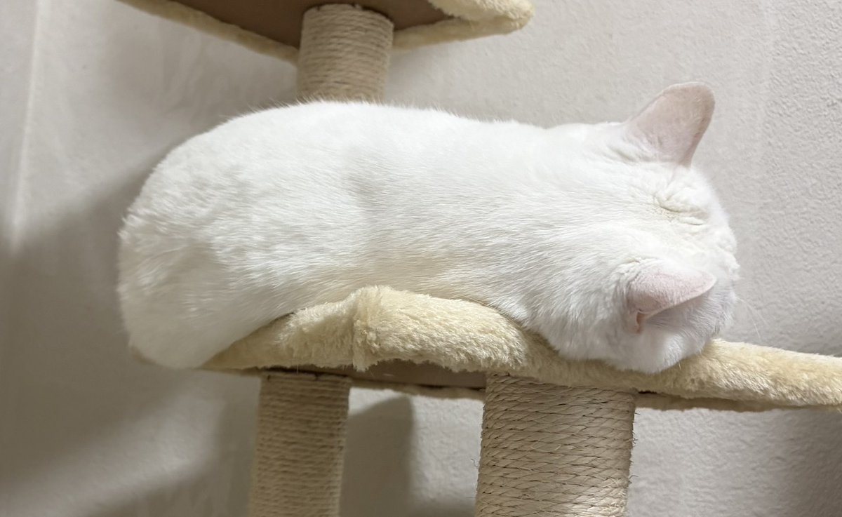 たれ具合が素晴らしい