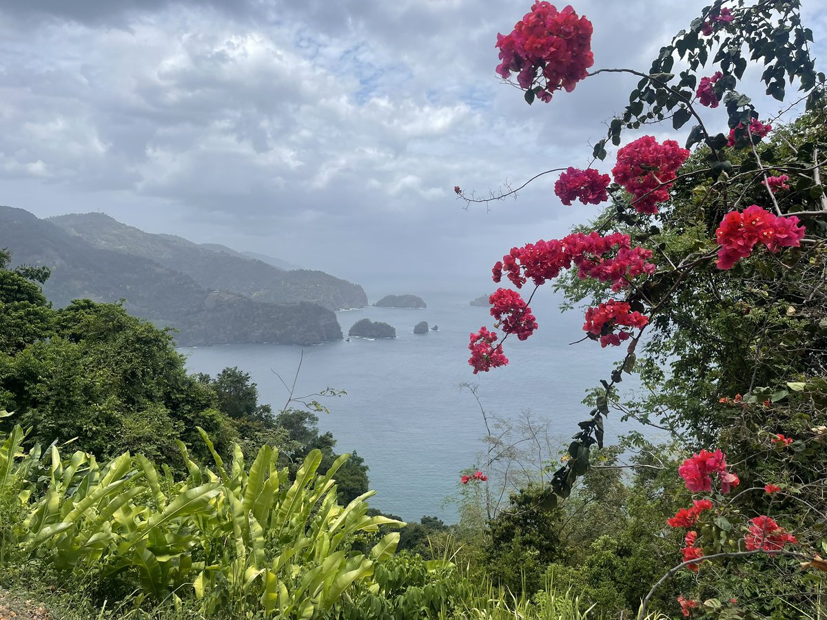 Island Honey tweet media