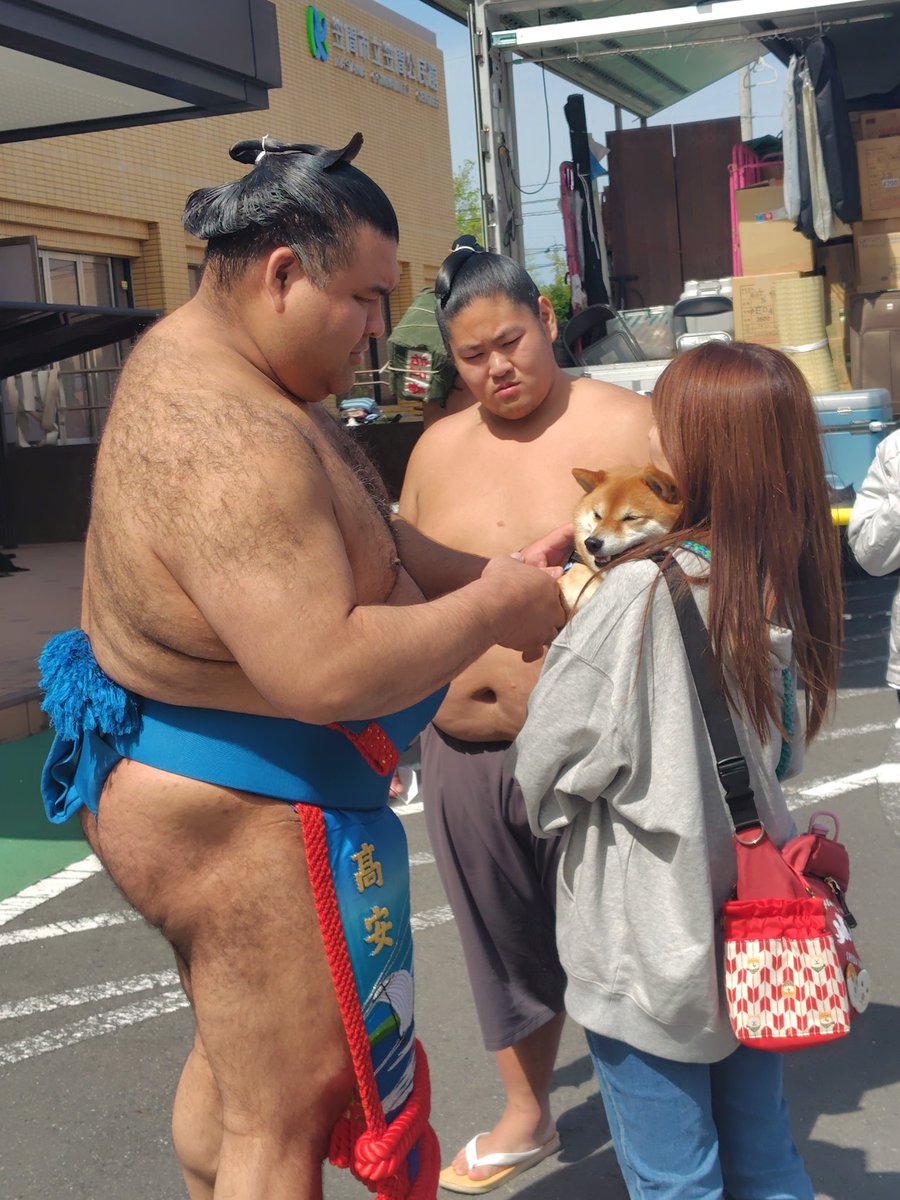 春巡業の笠間場所。ご当所の高安関がファンのワンちゃんと戯れる🐕️　＃笠間場所　＃SUMO　＃スポーツ報知　＃高安　＃犬
