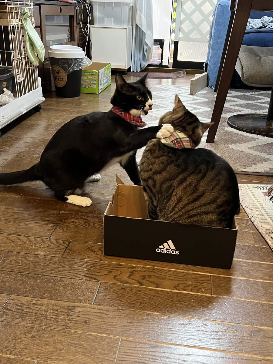 k_cubic's tweet photo. 退けや、その箱はワシのもんじゃ https://t.co/MIIHq65UWf