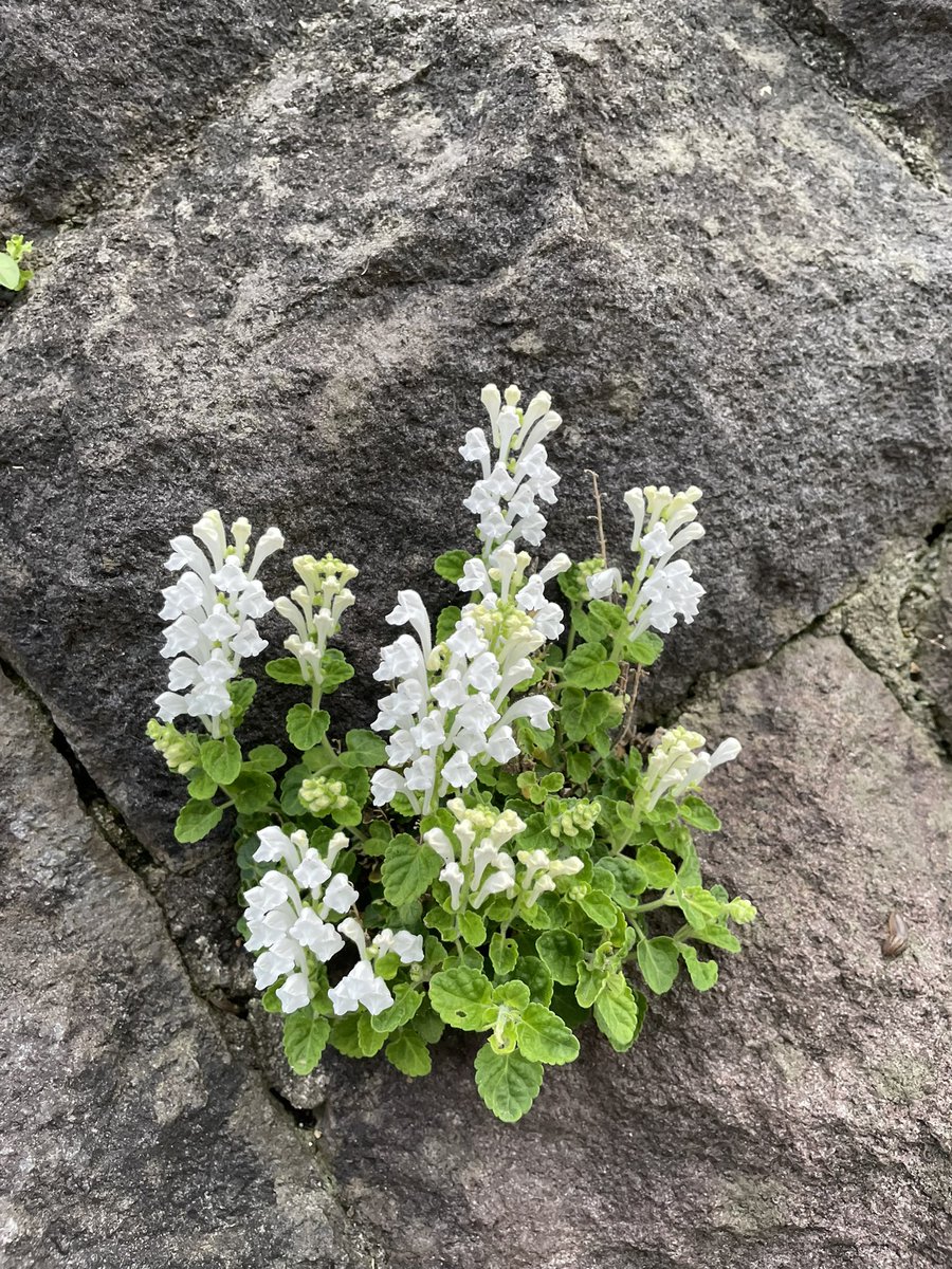 まんちゃん tweet media