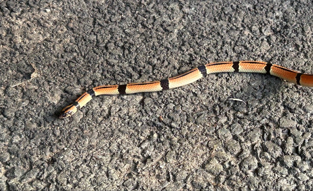 らみせ tweet media