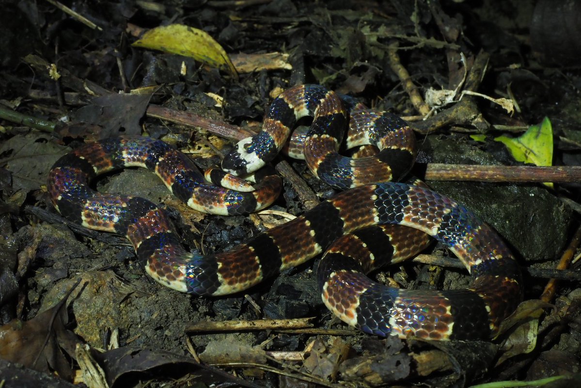 らみせ tweet media