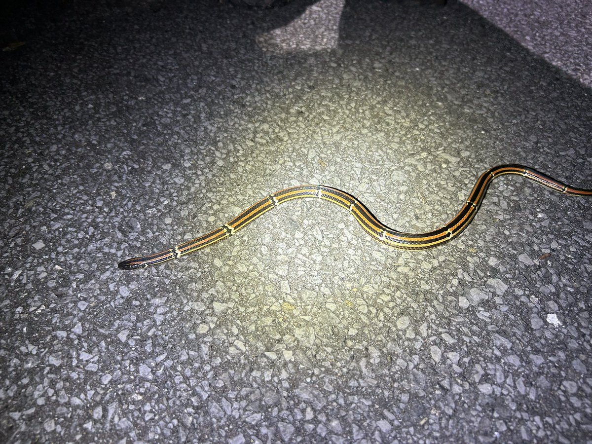 らみせ tweet media