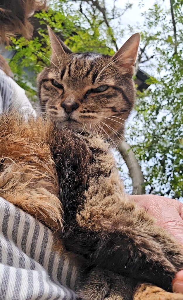 サフラン tweet media