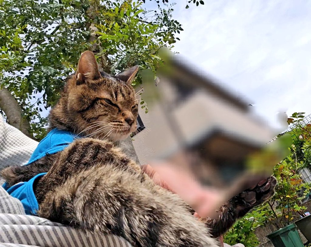 サフラン tweet media