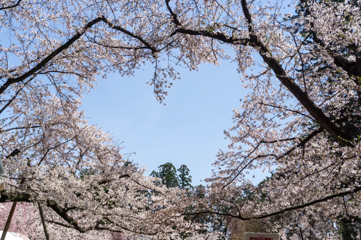 HIROSAKIPARK_JP's tweet photo. 【4/17 弘前公園さくら情報】
🌸満開宣言🌸
本日、園内のソメイヨシノが満開を迎えました！✨
なお本日から30日まで本丸エリアの有料時間が【21時まで】になります。夜桜を楽しみにされている方は、時間に気をつけてお越しください🌙
#弘前公園 #弘前さくらまつり https://t.co/vgUZYDhkfj