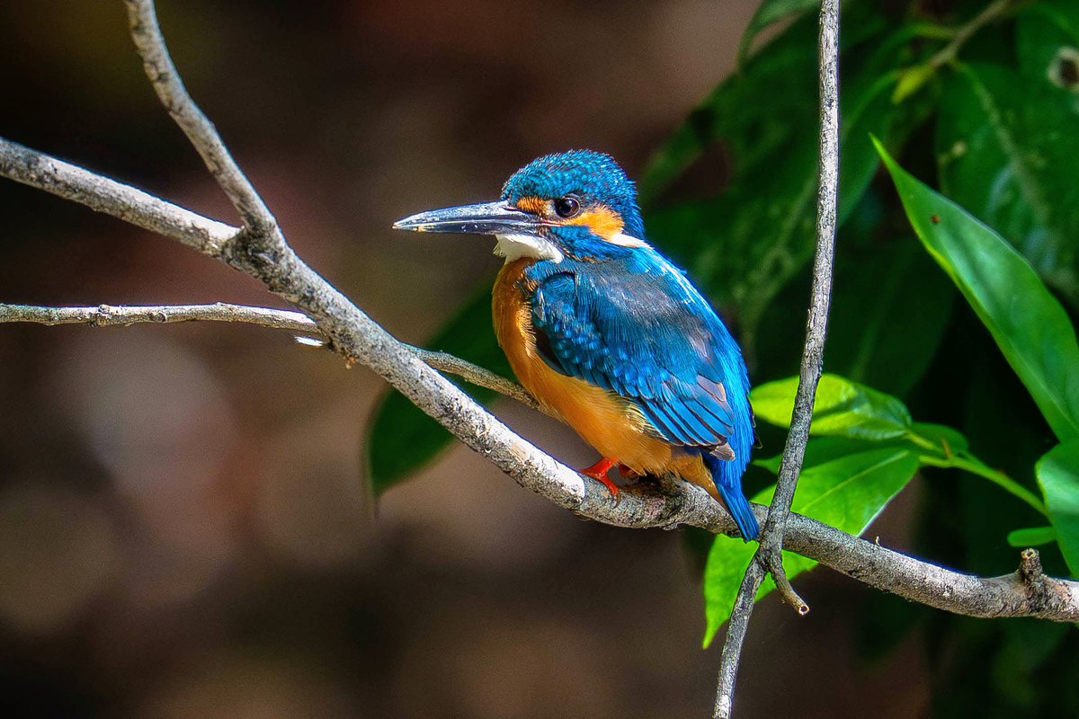 池谷裕二 tweet media