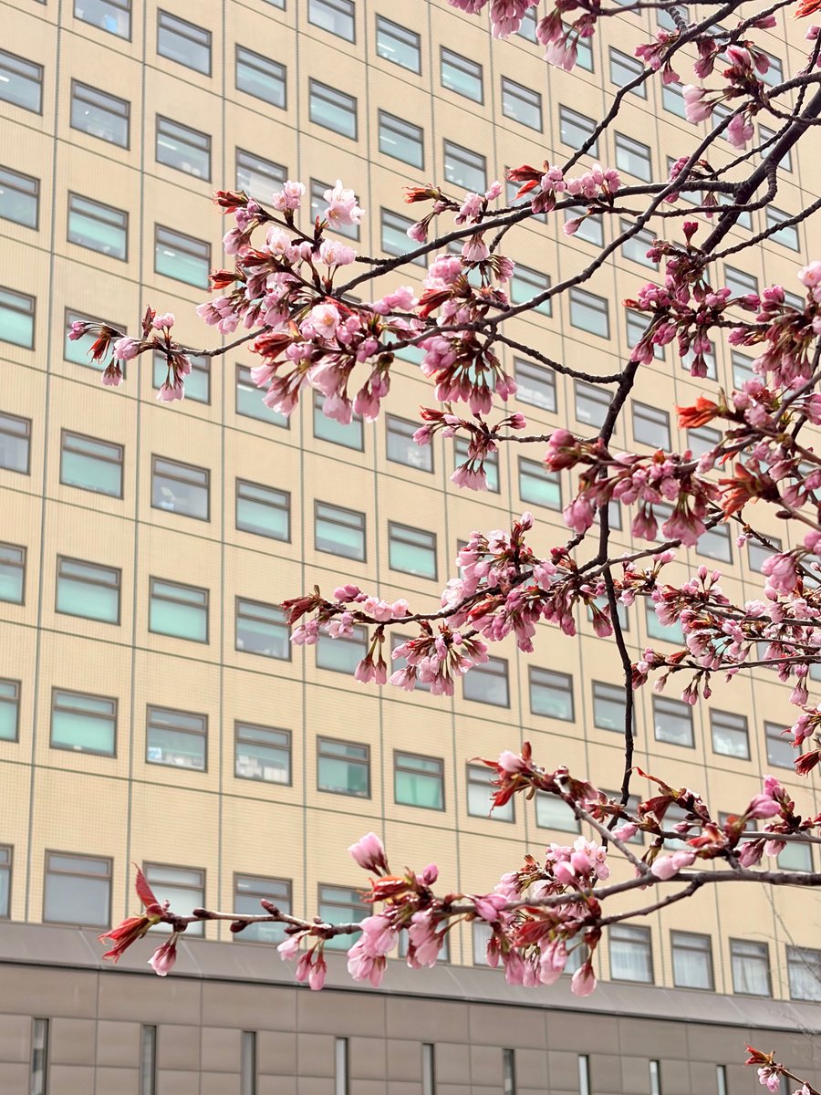 SMU_PR's tweet photo. 🌸＃札幌医大　の敷地内の桜が
　一足早く開花いたしました🌸

　ツツジも咲き始めています。

＃札幌　＃桜　＃開花
＃桜前線 https://t.co/SSPx1QbKyN