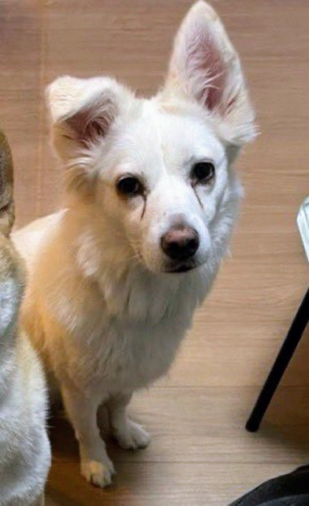 ━ 目撃情報 ━
🐶🆘 【⚠️迷子犬捜索中】🎈
愛知県〝みみちゃん♀〟
🔹2025.7.19
◾️愛知県豊橋市北島町
▶︎豊川左岸◻️北島河川敷公園から逸走
🔺国道151号線「坂下交差点（中条町坂下）」を南東方向へ歩く姿が目撃されてます。他、3/8には豊川市東上町中河原:豊川に架かる「江島橋」下で目撃あり↙︎