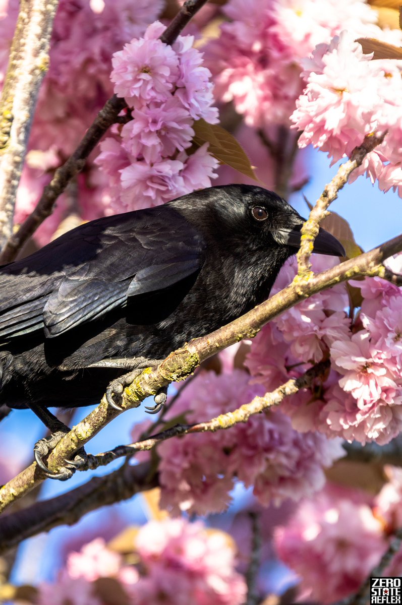 Zero State Reflex tweet media