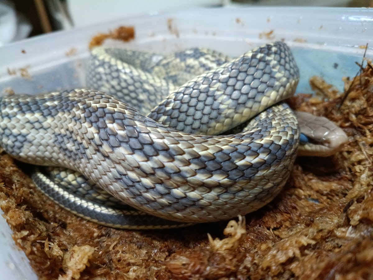 泡沫ORANGE tweet media