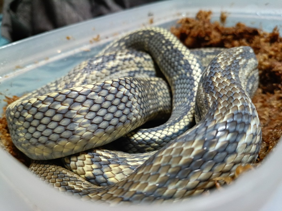 泡沫ORANGE tweet media