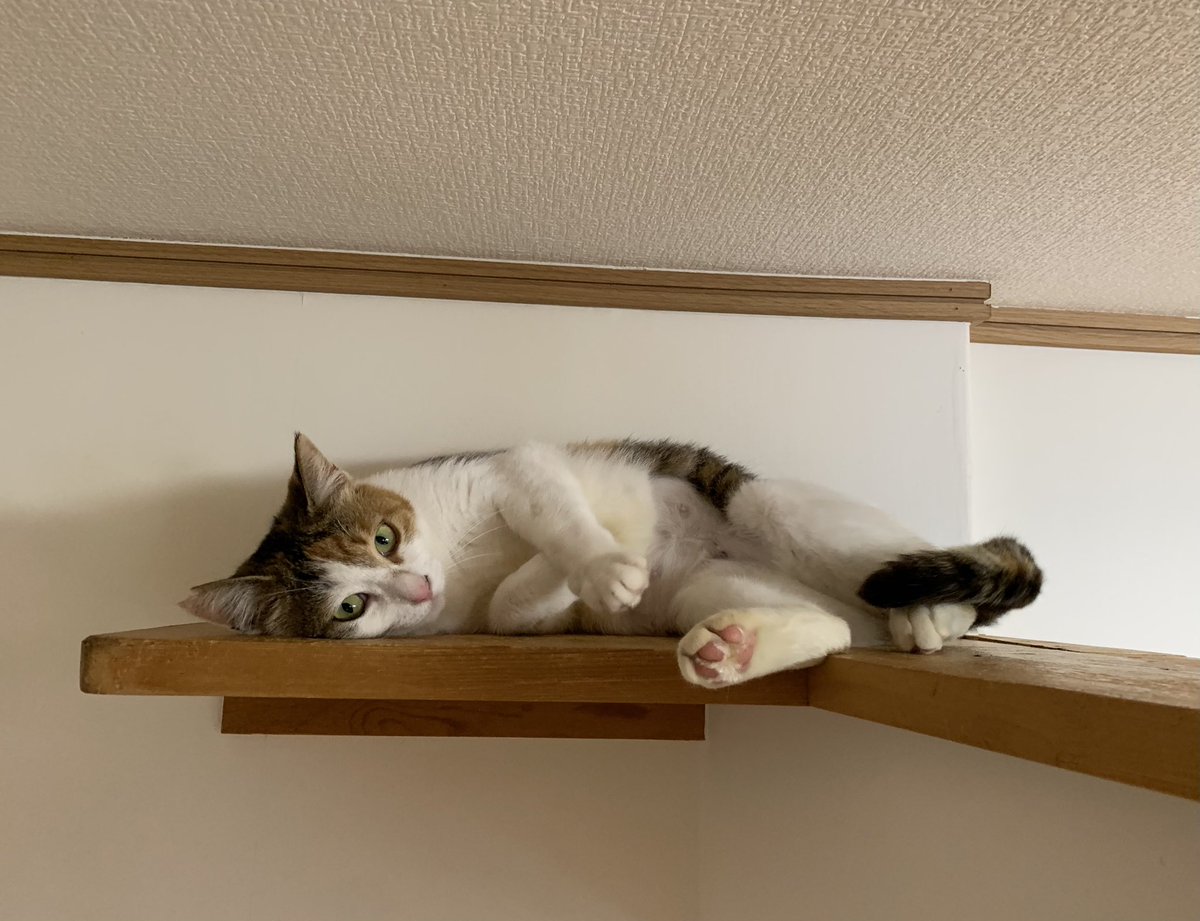 保護猫カフェうたたね tweet media